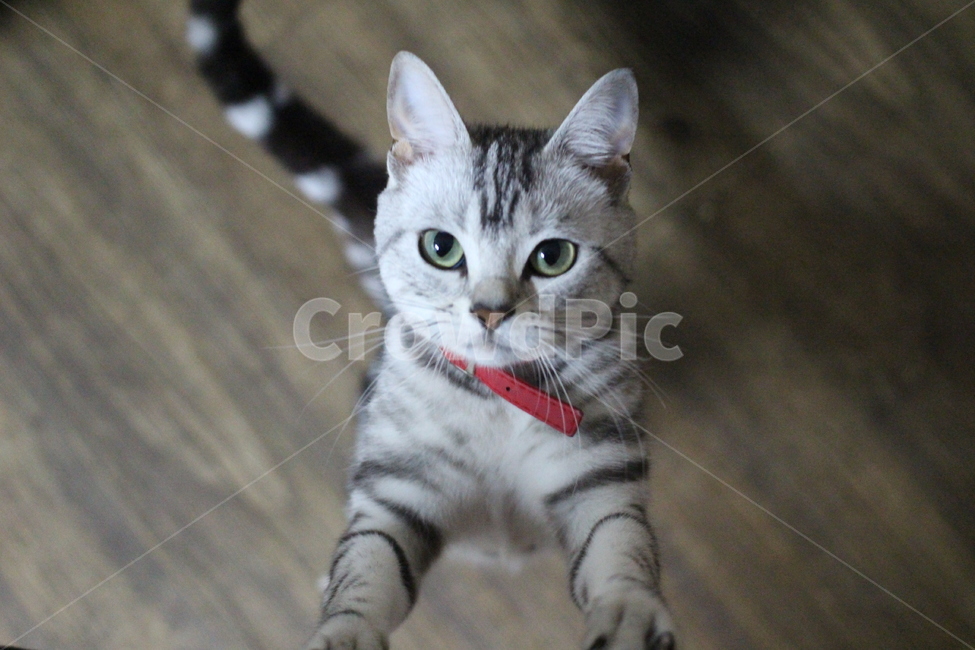 고양이,반려동물,애완동물,동물,반려묘,포유류,성묘,호기심,아메리카숏헤어,아메숏,아메리칸쇼트헤어,실버태비,애교,야옹이,야옹,cat,kitten,kitty,animal,animals,pet,mammal,americanshorthair,동물,animal,포유류,mammal,고양이,cat,kitten,kitty