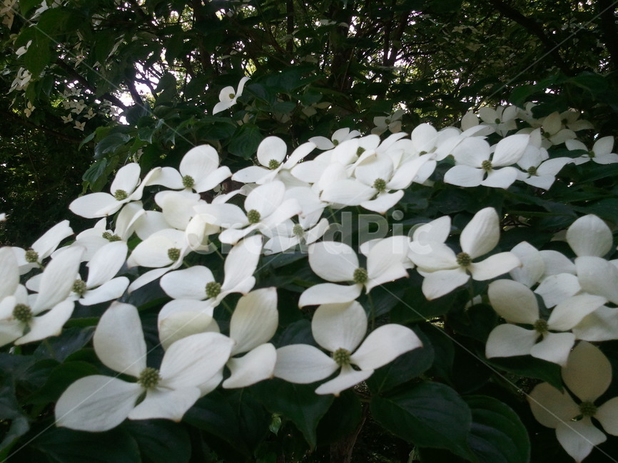 산딸나무,들매나무,미영꽃나무,층층나무과,낙엽활엽교목,식물,자연,plants,nature,꽃,flower