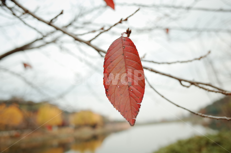 낙엽,단풍,가을,나무,감성,가을,계절,fall,autumn,season,veins,정맥