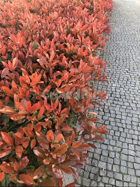 돌길,빨간꽃,빨강,돌,잎,빨간색,다홍색,보색