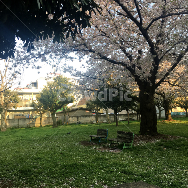 벚꽃,꽃나무,봄,공원,우에노,우에노공원,일본,도쿄,꽃,꽃송이,핑크,자연,cherryblossoms,spring,park,uenoonshipark,ueno,japan,tokyo,flower,pink,봄,계절,spring,season,자연,풍경,nature,landscape,grass,잔디,plant,식물