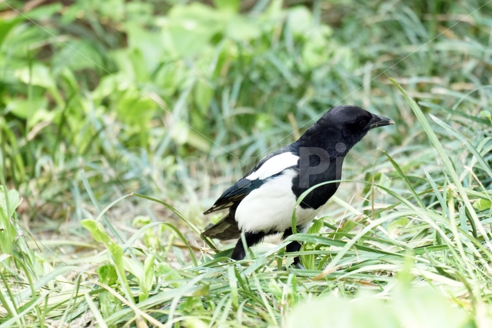 까치,새,조류,동물,식물,자연,풀,잔디밭,이파리,공원,bird,animal,감성,감성사진,스냅,스냅사진,snap,snapshot,풍경,landscape,계절,season,plants,생명,한국자연,korea,동물,animal,조류,새,birds