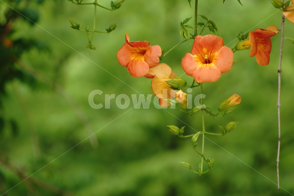 부천중앙공원,능소화,공원,꽃,풍경,식물,자연,plants,nature,꽃,flower