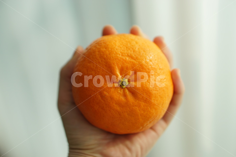 귤,과일,간식,천혜향,레드향,감귤류과일,fruit,orange,주황색,음식,food,겨울간식,음식,식재료,요리,food,cook,meal,dishes,food reserves,과일,열매,fruit