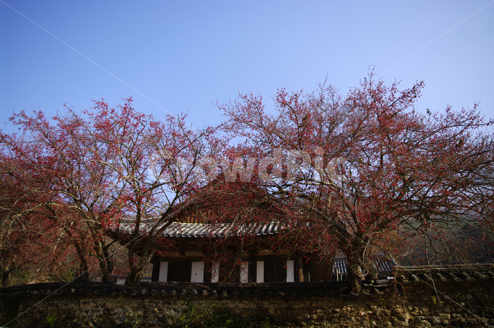 지붕,기와지붕,전통,나무,담,한국전통,한국문화,korean traditional,korean culture,건축물,건물외관,exterior,building,structure,architecture,construction