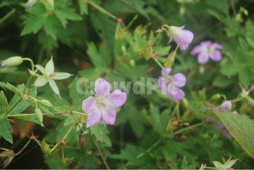 함백산,정선군,야생화,100대명산,자연,식물,자연,plants,nature,꽃,flower