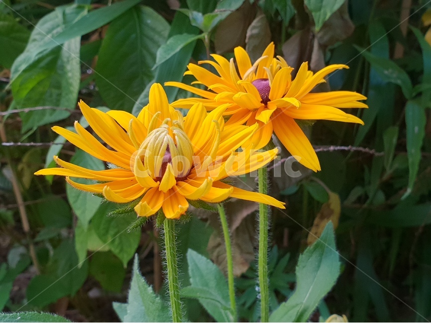 루드베키아꽃,꽃,여름꽃,flower,ludvika,nature,yellow,노란색,꽃술,beautifulflowers,다년생,숙근성,자연,배경,배경이미지,배경화면,식물,자연,plants,nature,꽃,flower
