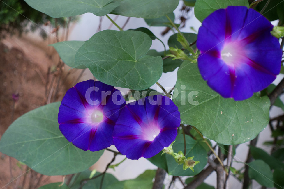 자연,autumn,nature,나팔꽃,식물,flower,geranium,제라늄,꽃,plant,blossom,식물,자연,plants,nature