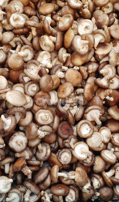 표고버섯,버섯,식재료,국거리,국물용,푸드,food,싱싱한,신선한,fresh,mushroom,식자재,먹거리,음식,식용,반찬재료,마켓,마트,market,mart,균류,배경,바탕,백그라운드,패턴,background,버섯,mushroom