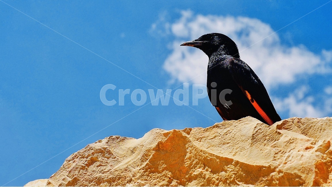 bird,crow,까마귀,새,동물,animal,동물,animal,조류,새,birds