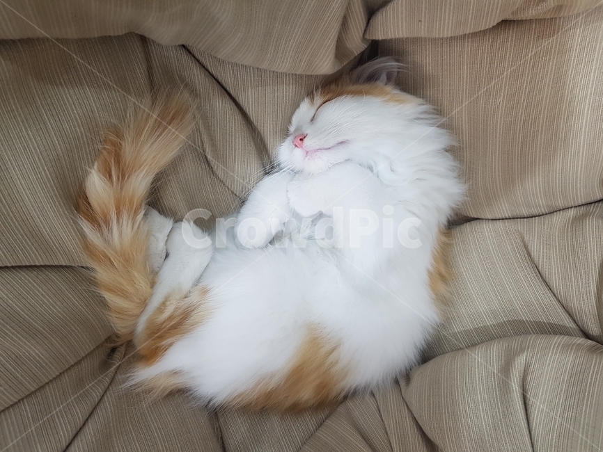 고양이,귀여운,동물,cat,lovely,cute,동물,animal,포유류,mammal,고양이,cat,kitten,kitty