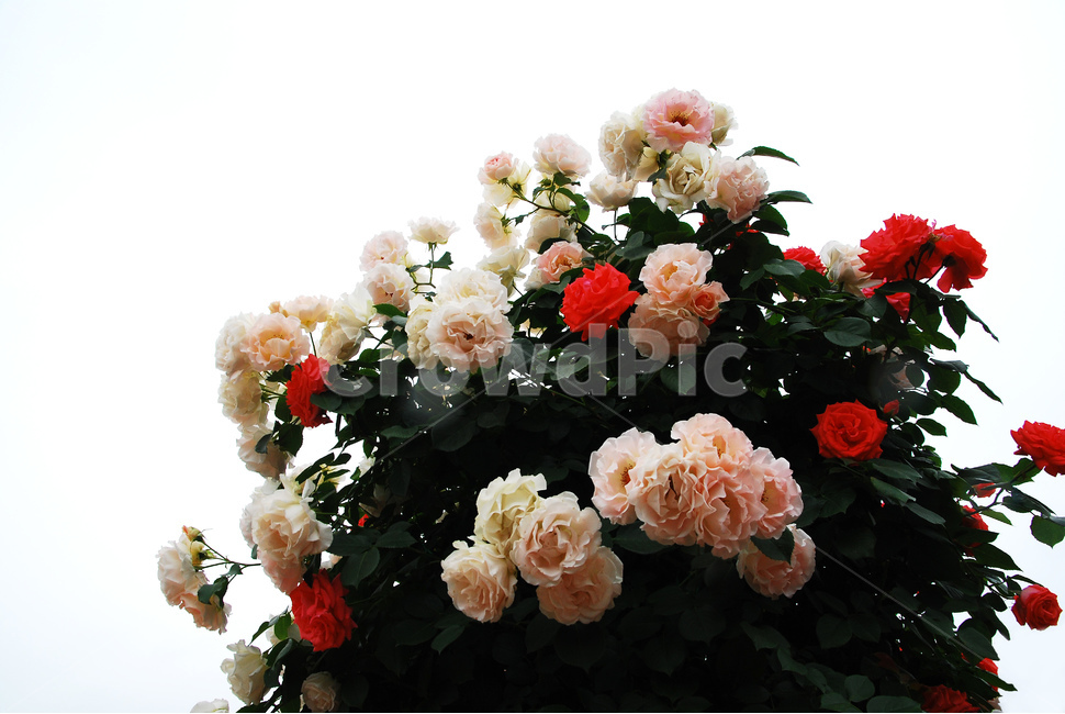 장미,장미꽃,로즈,꽃,아름다움,예쁜,플라워,데코레이션,꽃송이,꽃잎,feeling,rose,flowers,5월,계절의여왕,가시,가든,정원,앞뜰,장미원,장미축제,BEAUTIFUL,plant,garden,핑크색장미,분홍장미,pink,꽃밭,수많은,칼라풀,흰색,크립색,빨간색,누끼,식물,자연,plants,nature,꽃,flower,누끼,remove background