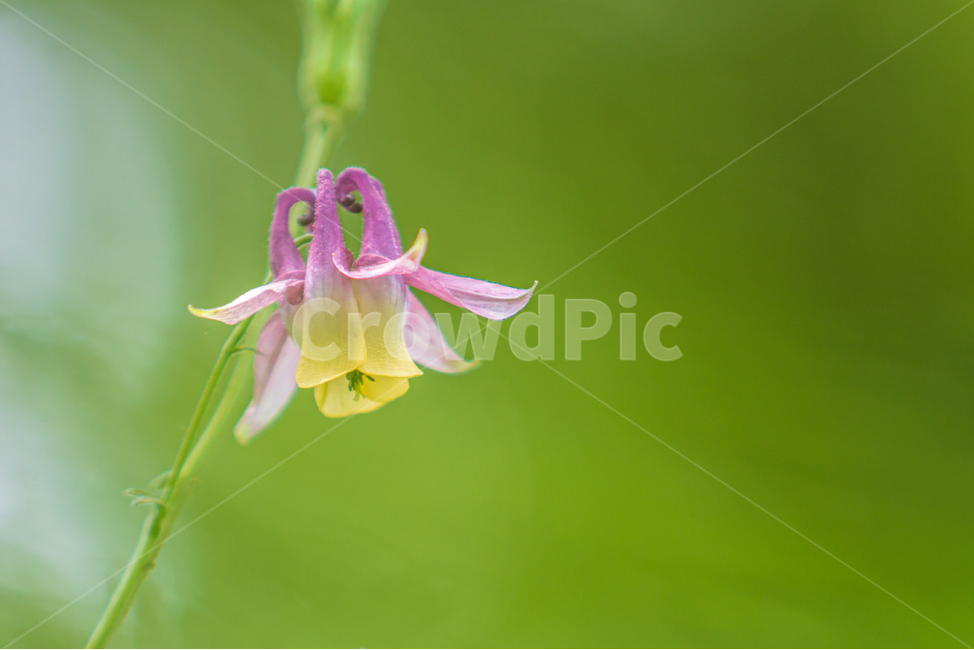 매발톱꽃,화원,자연,식물,꽃,봄꽃,plant,blossom,green,녹색,보라색꽃,flower,식물,자연,plants,nature,꽃,flower