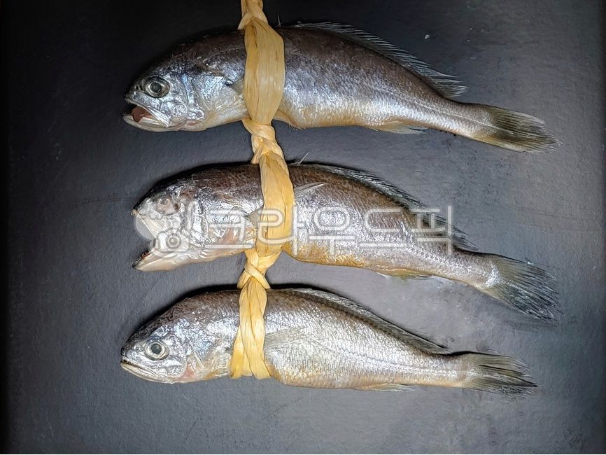animal, 동물, fish, 물고기, sealife, 사진,이미지,일러스트,캘리그라피 - chapter7작가