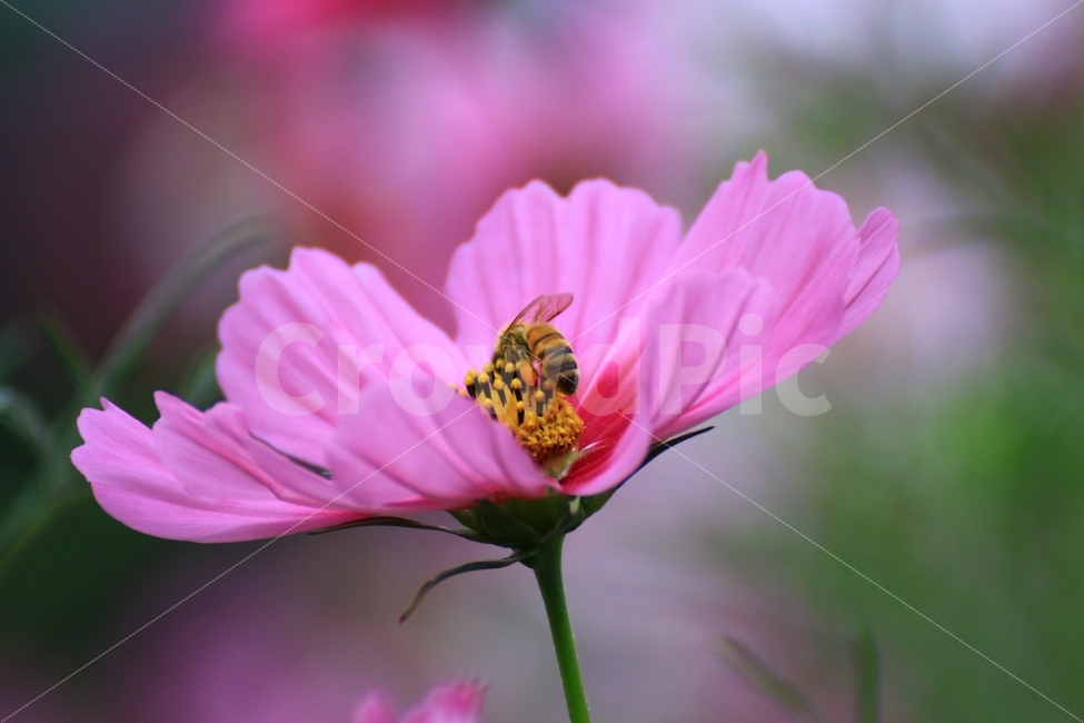 코스모스,벌,꿀벌,꽃밭,꽃,꽃사진,자연풍경,풍경사진,감성,flower,bee,가을,계절,fall,autumn,season,식물,자연,plants,nature,꽃,flower,동물,animal,곤충,벌레,insect,bug,plant,invertebrate,무척추 동물,honey bee