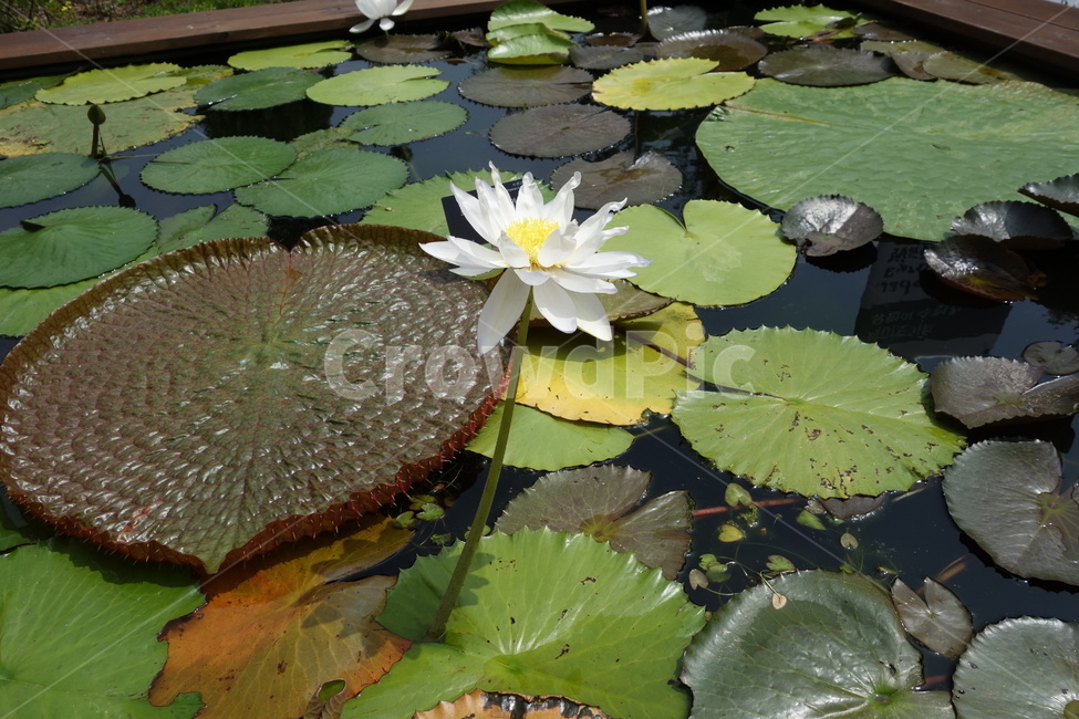 연꽃,연잎,연꽃잎,자연,수생식물,습지,아름다움,불교,식물,자연,plants,nature,꽃,flower
