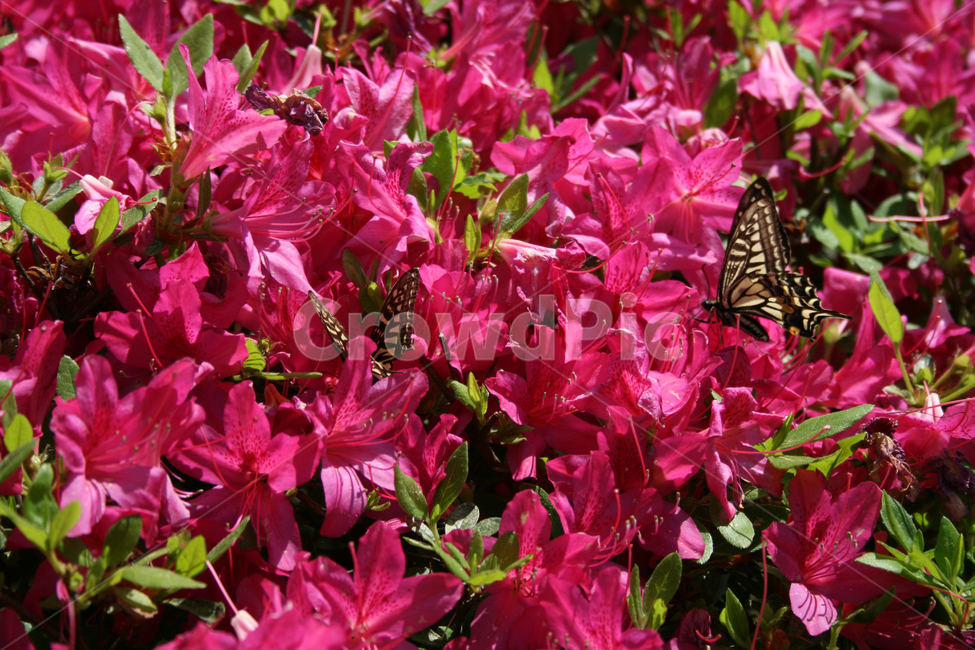 철쭉,꽃,붉은꽃,나비,검은나비,식물,flower,butterrfly,식물,자연,plants,nature,꽃,flower,동물,animal,곤충,벌레,insect,bug