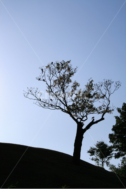 나무,하늘,가을빛,가을,둥지,산책,감성,식물,자연,plants,nature,나무,trees,wood,실루엣,그림자,silhouette,shadow