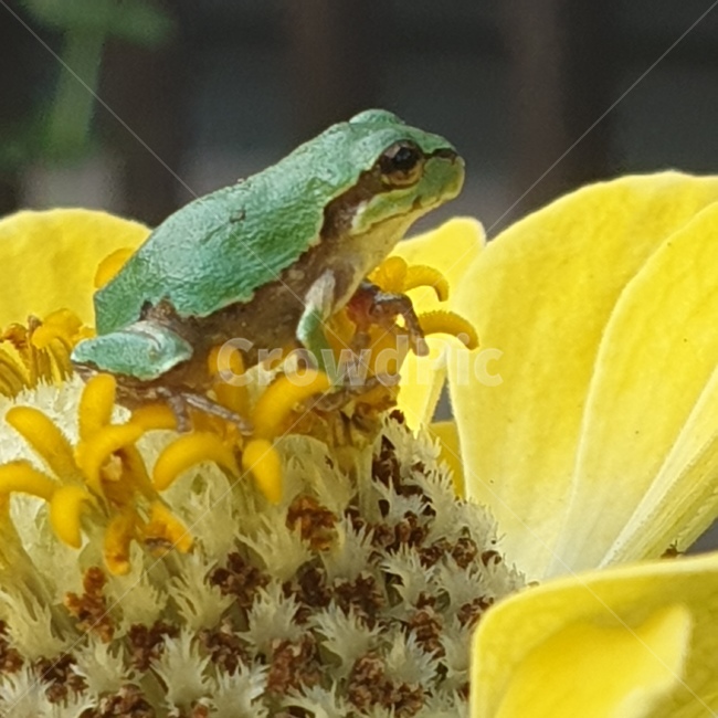 백일홍,꽃,노오란꽃,개구리,청개구리,귀여운,작은,동물,animal,파충류,양서류,reptile,amphibian