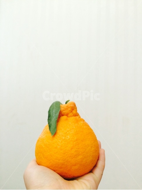 한라봉,과일,샐러드,다이어트,영양,식재료,비타민,음식,음식,식재료,요리,food,cook,meal,dishes,food reserves,과일,열매,fruit