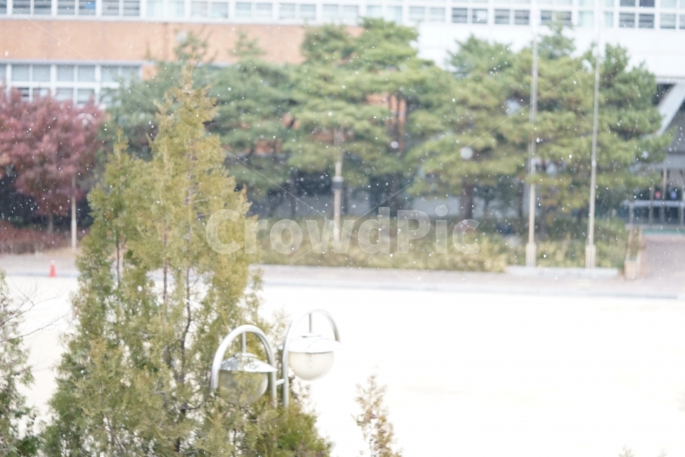 눈,첫눈,겨울,날씨,추위,흰눈,화이트,스노우,풍경사진,감성사진,감성,풍경,snow,아름다움,feel,겨울날,눈오는날,나무,겨울,계절,winter,season