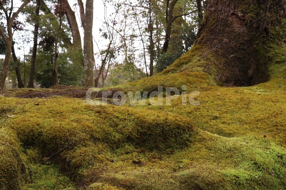 일본,교토,분위기,기타노텐만구,이끼,자연,풍경,nature,landscape,plant,식물,moss