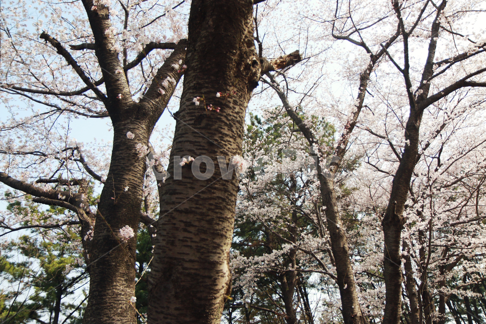 남해벚꽃길,왕지벚꽃길,벚꽃,봄,봄꽃,봄,계절,spring,season,식물,자연,plants,nature,꽃,flower,tree,나무,tree trunk,나무 줄기,plant