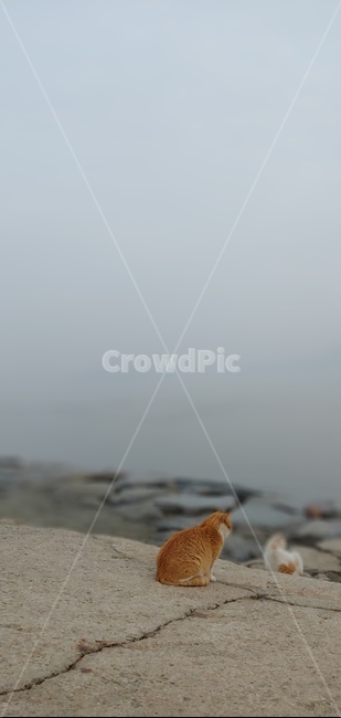 고양이,바다,도둑고양이,물안개,길고양이,동물,animal,포유류,mammal,고양이,cat,kitten,kitty