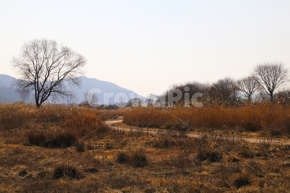 갈대,억새,풀,마른풀,풀숲,풀숲길,하천,강가,길가,가을,계절,fall,autumn,season,자연,풍경,nature,landscape,ground,바닥,outdoors,옥외