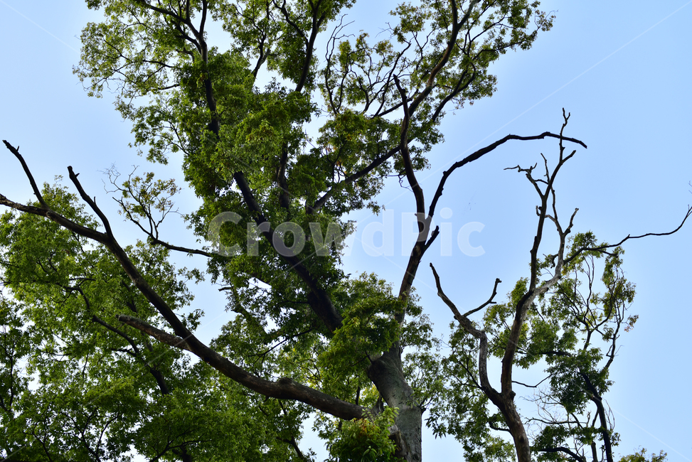 나무,하늘,큰나무,노목,나무줄기,잎,tree,tall,old,sky,treetrunk,식물,자연,plants,nature,나무,trees,wood