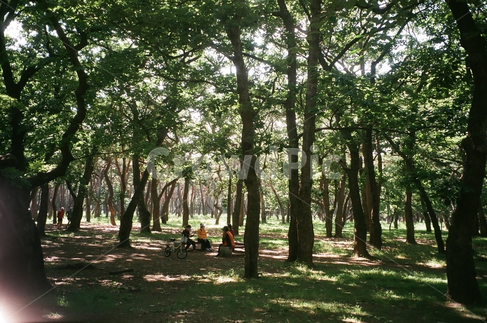 공원,경주,황성공원,공원풍경,숲,초록,여름,필름사진,자연,풍경,nature,landscape,식물,plants,나무,trees,wood,휴식,힐링,rest,relaxation,healing,forest,vegetation,초목,land,땅,plant,tree,woodland,삼림지,outdoors,옥외,grove,작은 숲