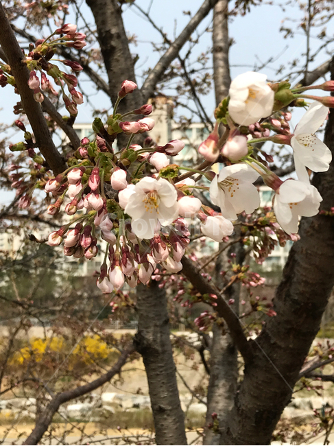 벚꽃,봄,꽃사진,산책,자연,나무,꽃,하늘,봄,계절,spring,season,식물,자연,plants,nature,꽃,flower,plant,blossom