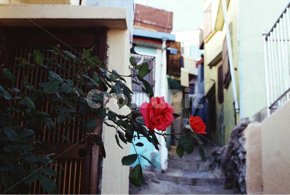 장미,골목,초여름,동네,마을,rose,alley,summer,town,smalltown