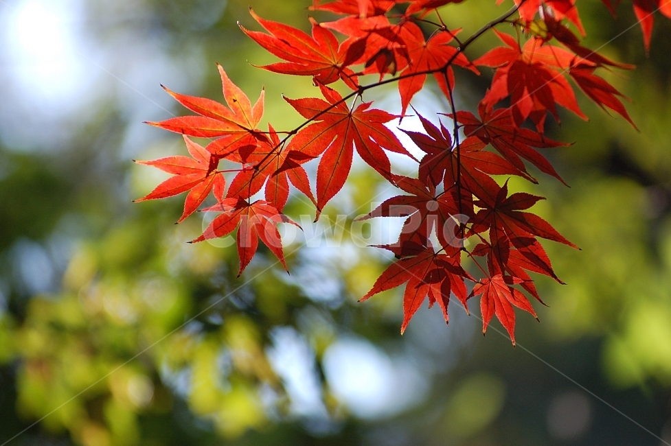 단풍,단풍잎,가을,빨강,화려함,Colorful,Autumn,계절,season,가을,계절,fall,autumn,season,식물,자연,plants,nature,leaf,잎,plant,tree,나무