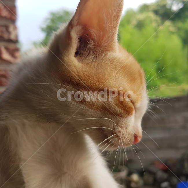 고양이,길고양이,눈감은,자연,벽돌