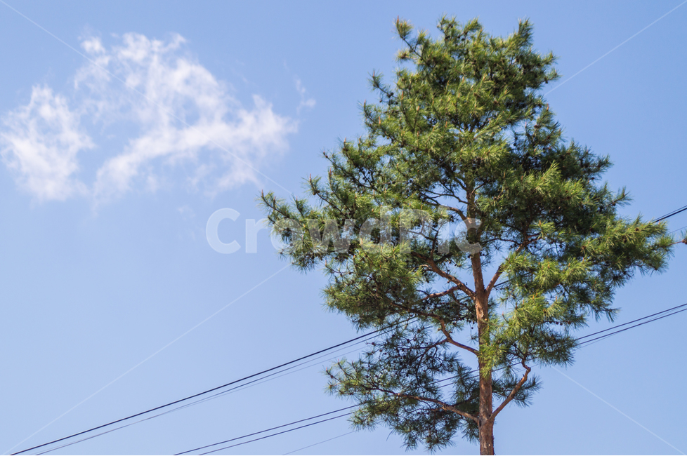 봄,하늘,나무,분위기,구름,식물,자연,plants,nature,나무,trees,wood