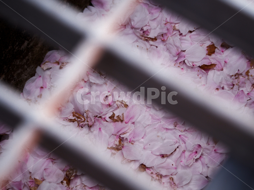 plant,식물,blossom,꽃,flower,벚꽃,벚,sakura,식물,자연,plants,nature,꽃,flower
