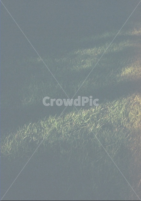 필름,필름사진,소풍,감성,감성사진,여름,잔디,grass,식물,plant