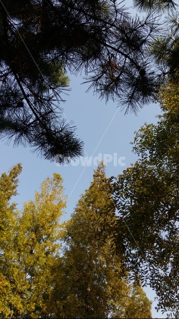 나무,하늘,자연,숲사이,tree,친환경,힐링,무공해,초록물결,신선한,landscape,nature,sky