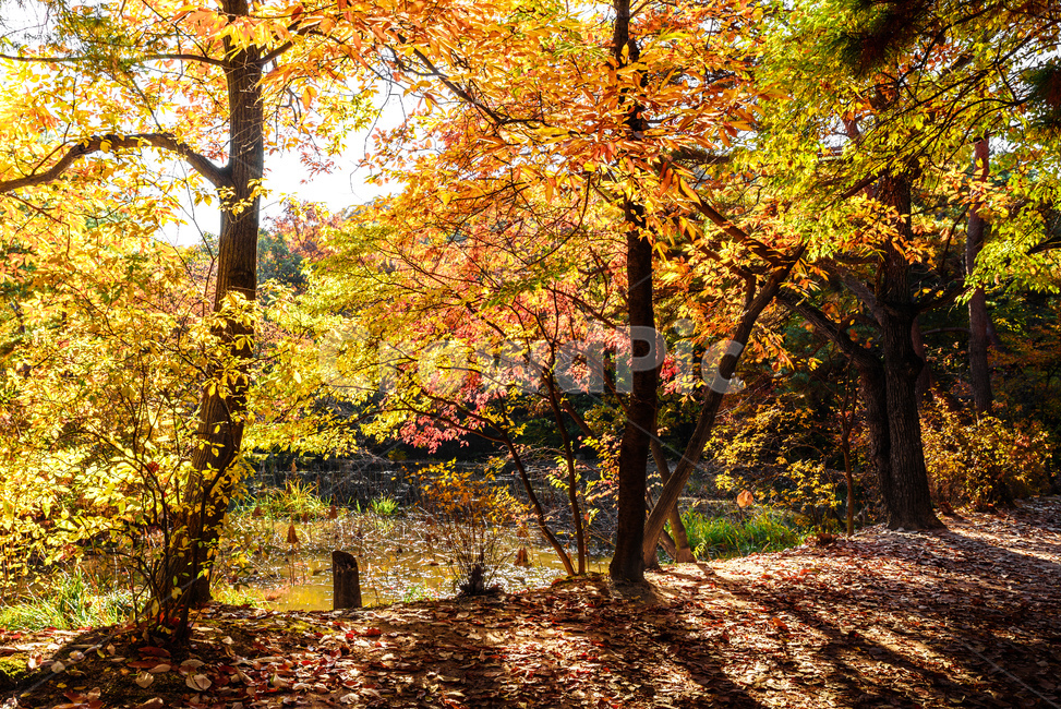 가을,나뭇잎,오후,숲속,그림자,노랑,tree,plant,식물,treetrunk,단풍,maple,잎,leaf,나무줄기,가을,계절,fall,autumn,season,자연,풍경,nature,landscape,나무,tree trunk,나무 줄기