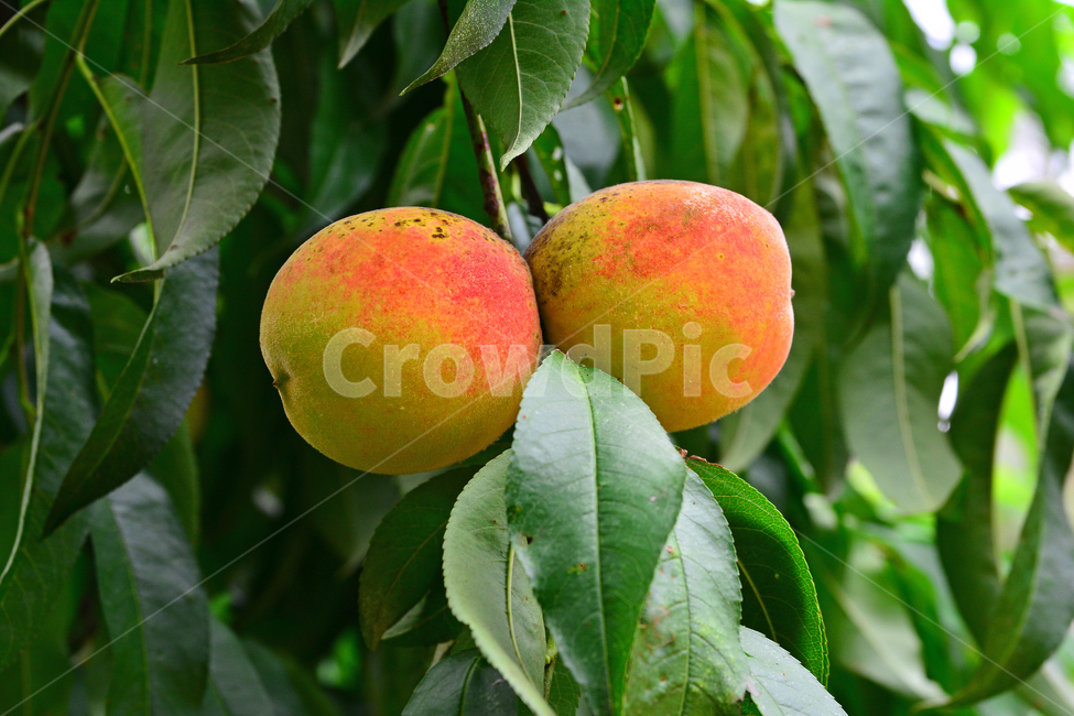 복숭아,과일,열매,달콤한,새콤한,peach,나무열매,주스,잼,통조림,황도,백도,젤리,food,음식,입맛,맛,taste,식물,자연,plants,nature,음식,식재료,요리,food,cook,meal,dishes,food reserves,과일,열매,fruit