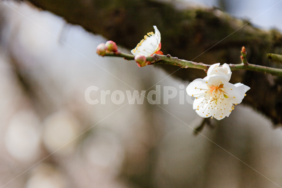 매화,식물,꽃,봄,꽃들,꽃잎,봄,계절,spring,season,식물,자연,plants,nature,꽃,flower,plant,blossom
