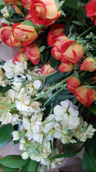 장미,꽃,꽃다발,식물,예쁜,꽃,flower