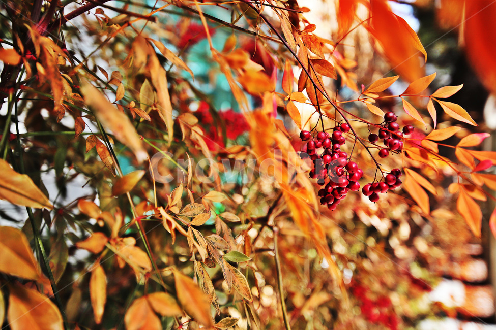 봄,겨울,열매,식물,자연풍경,식물,자연,plants,nature,과일,열매,fruit