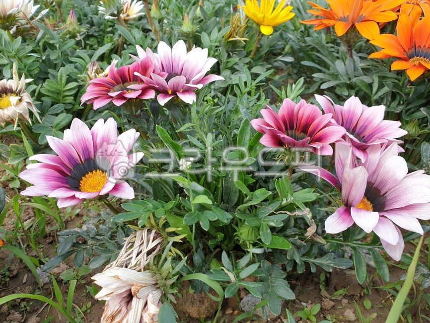 가자니아꽃,핑크색가자니아,화단식물,꽃,식물,plant,flower,식물,자연,plants,nature,꽃,flower