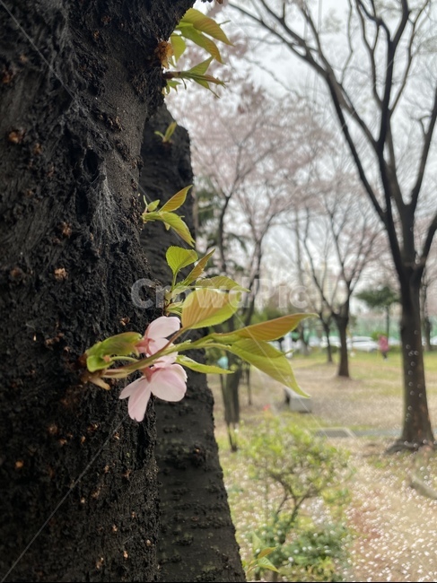 벚꽃,cherryblossom,plant,식물,spring,tree,나무,꽃,자연,nature