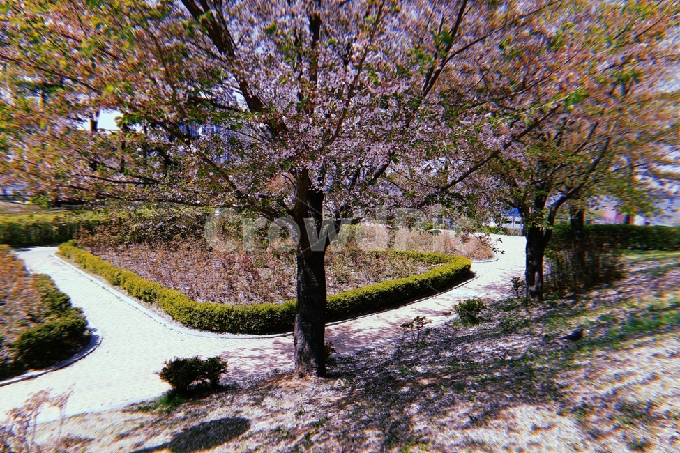 벚꽃,봄,공원,spring,꽃놀이