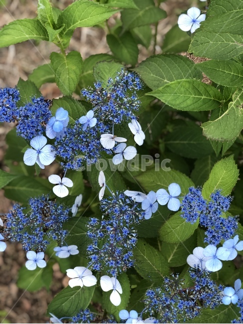 blue flower,blue,leef,wild flowers,flower
