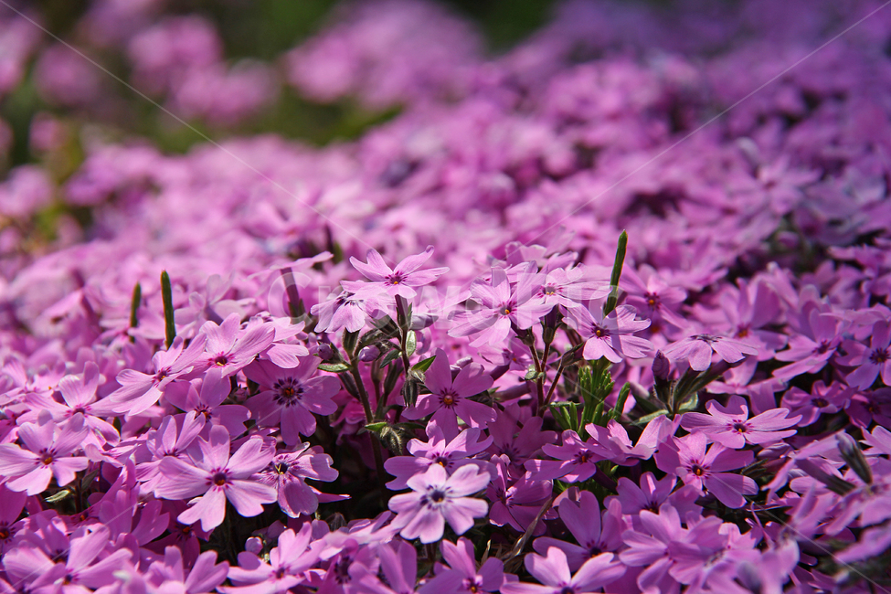 꽃,식물,봄꽃,자연,flowers,식물,자연,plants,nature,꽃,flower