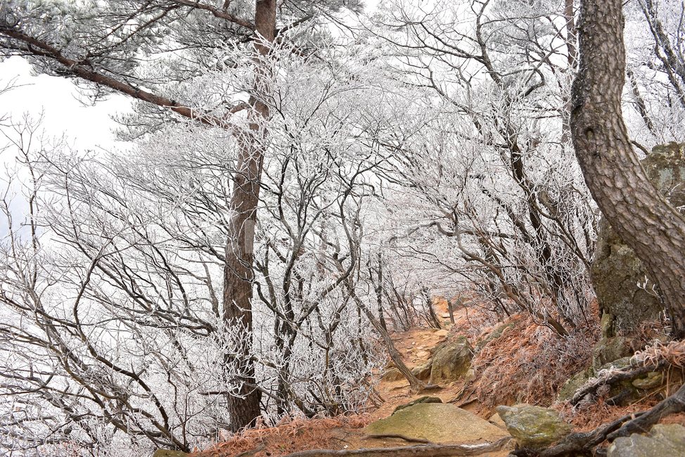 소백산,눈꽃풍경,상고대,겨울풍경,국립공원,겨울동화,힐링,감성,아름다움,뷰티풀,설국,눈풍경,100대명산,겨울명산,설경,서리꽃,snow,landscape,눈,화이트,자연,신비로운,경이로운,천상,비경,치유,산,명산,자연풍경,늦가을,겨울,계절,winter,season,자연,풍경,nature,landscape,한국자연풍경,한국자연경관,korea nature landscape,outdoors,옥외